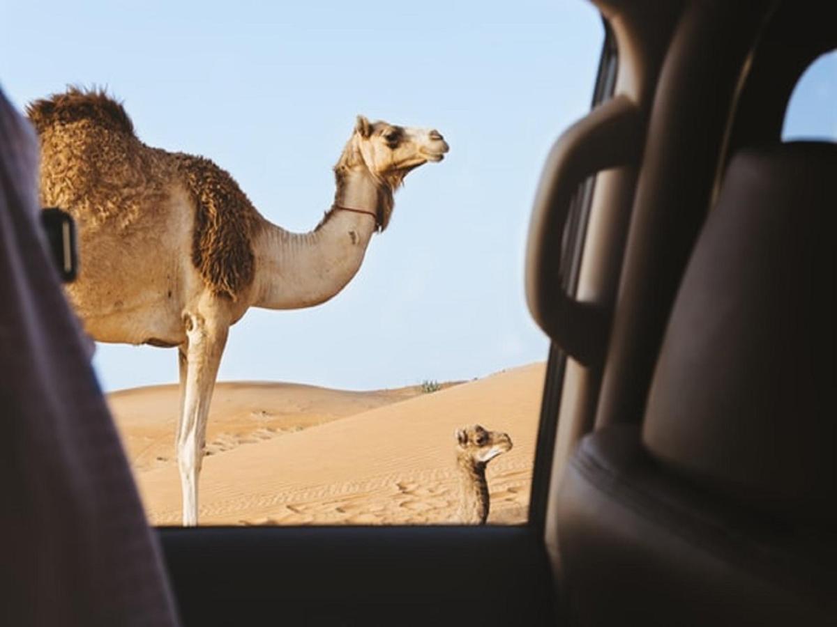 M'Hamid Desert Camp Tours Екстер'єр фото